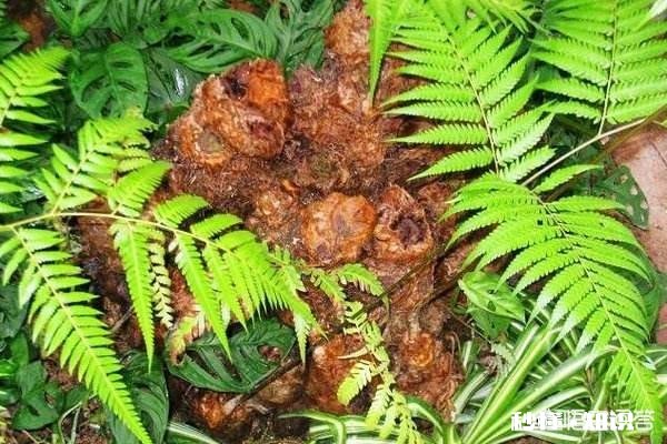 金毛狗蕨怎么浇水