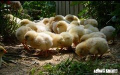 雏鸡毛是黄色什么病