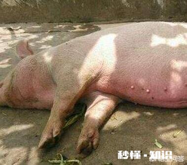 发病二、三天就致猪死亡,这是什么病