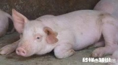 发病二、三天就致猪死亡，这是什么病