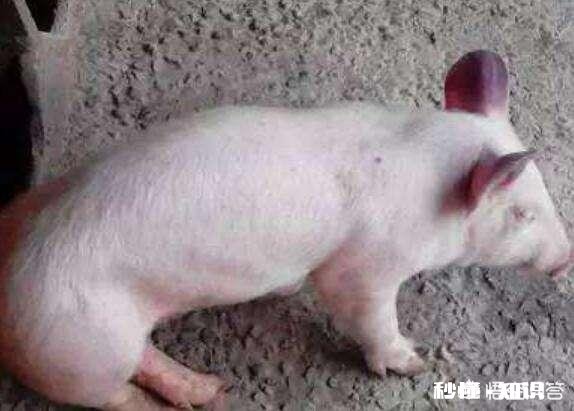 发病二、三天就致猪死亡,这是什么病