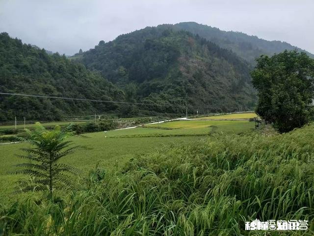 三农领域的创作者，该如何助推乡村发展而不是通过简单的文字形式