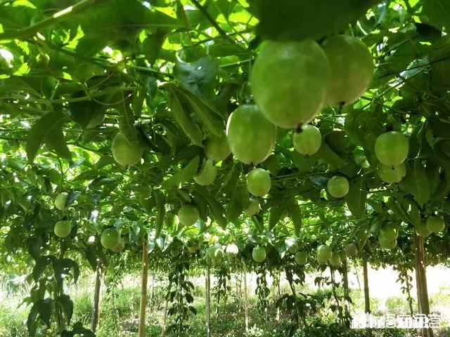 三农领域的创作者，该如何助推乡村发展而不是通过简单的文字形式