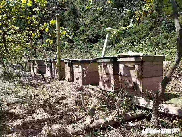 三农领域的创作者，该如何助推乡村发展而不是通过简单的文字形式