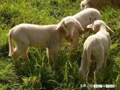 羊得了鼻炎怎么治