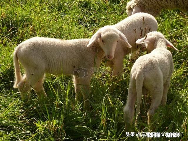 羊得了鼻炎怎么治