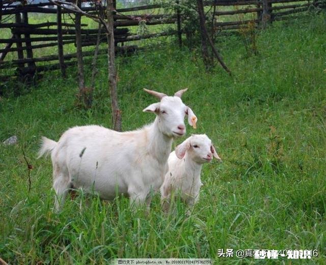 羊得了鼻炎怎么治