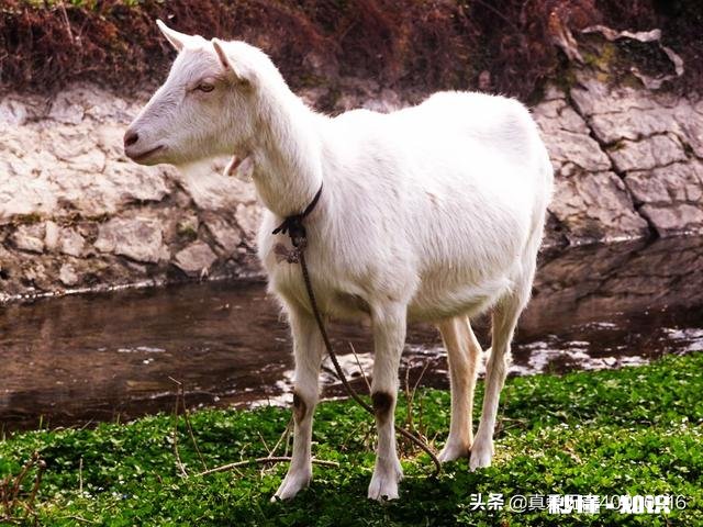 羊得了鼻炎怎么治