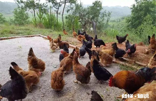 怎么样做好吃的凉拌鸡