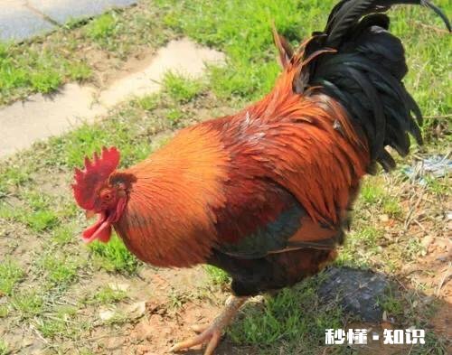 怎么样做好吃的凉拌鸡