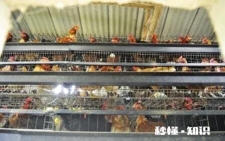 怎么样做好吃的凉拌鸡