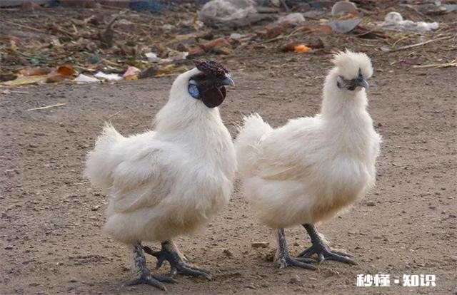 怎么样做好吃的凉拌鸡