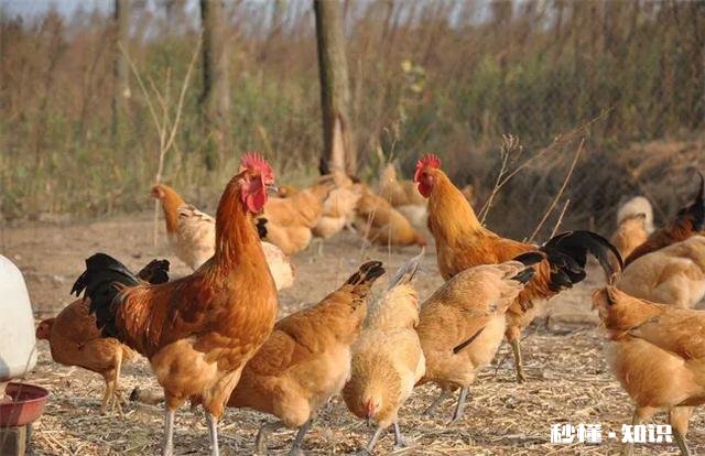 怎么样做好吃的凉拌鸡