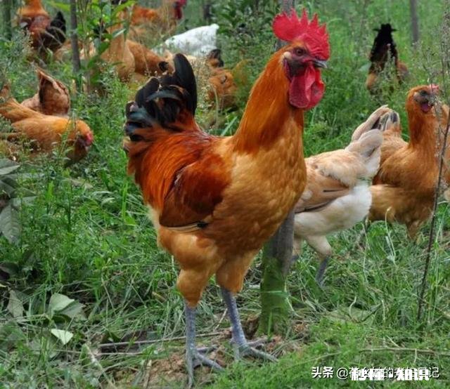 怎么样做好吃的凉拌鸡