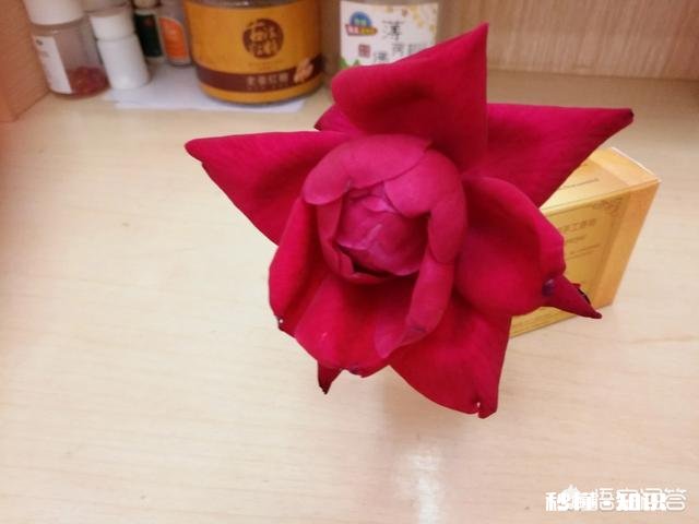 家庭生活中,作为婆婆公公,怎么做才是正确的