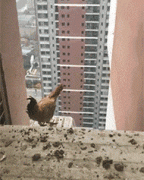 鸡到底能不能飞