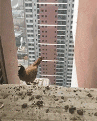 鸡到底能不能飞