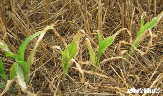 种植玉米时，苗后除草剂和矮壮素不能混用使用吗为什么