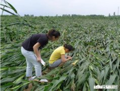 种植玉米时，苗后除草剂和矮壮素不能混用使用吗为什么