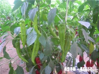 辣椒苗移栽大田地什么时候用二氢钾