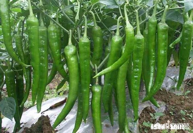 辣椒苗移栽大田地什么时候用二氢钾
