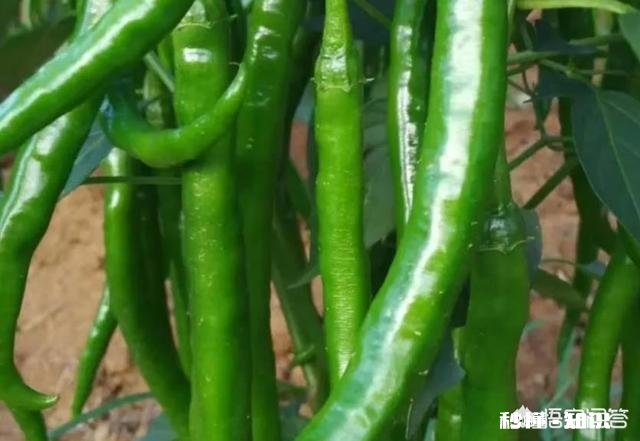 辣椒苗移栽大田地什么时候用二氢钾