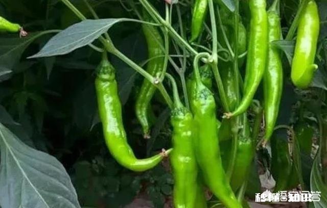 辣椒苗移栽大田地什么时候用二氢钾