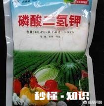 辣椒苗移栽大田地什么时候用二氢钾