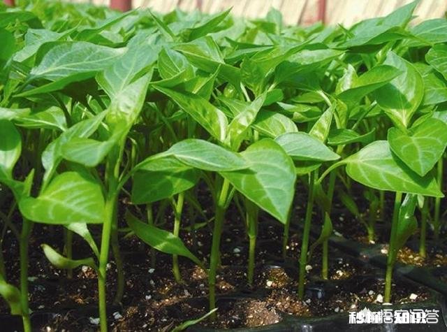 辣椒苗移栽大田地什么时候用二氢钾