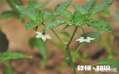 辣椒苗移栽大田地什么时候用二氢钾