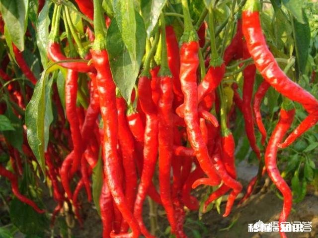 辣椒苗移栽大田地什么时候用二氢钾