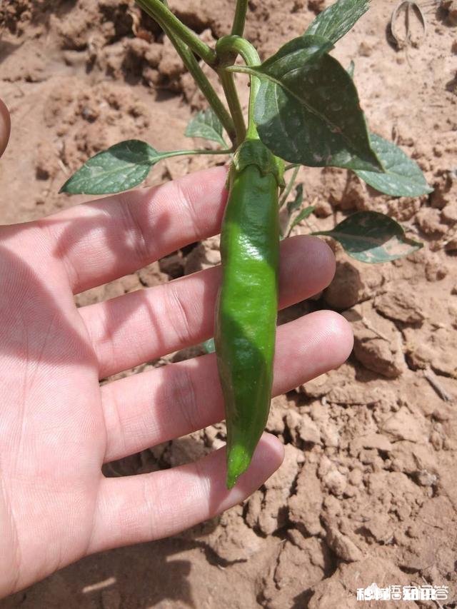 辣椒苗移栽大田地什么时候用二氢钾