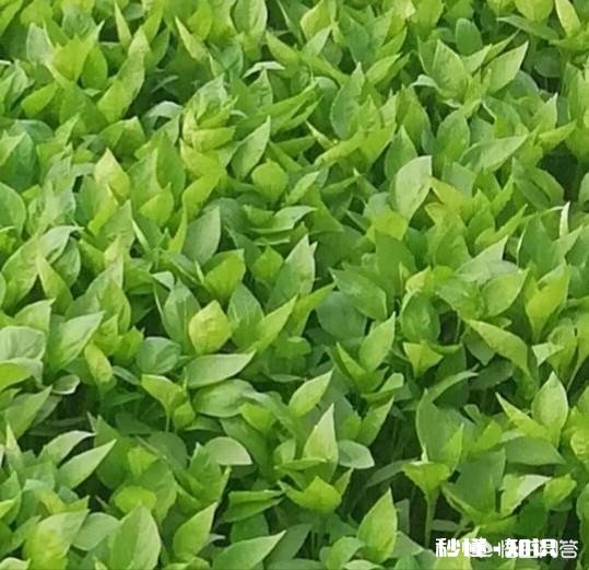 辣椒苗移栽大田地什么时候用二氢钾