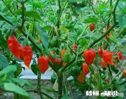 辣椒苗移栽大田地什么时候用二氢钾