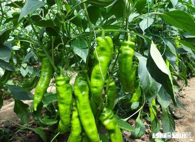 辣椒苗移栽大田地什么时候用二氢钾
