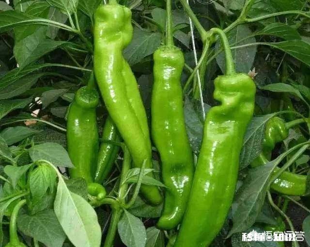 辣椒苗移栽大田地什么时候用二氢钾