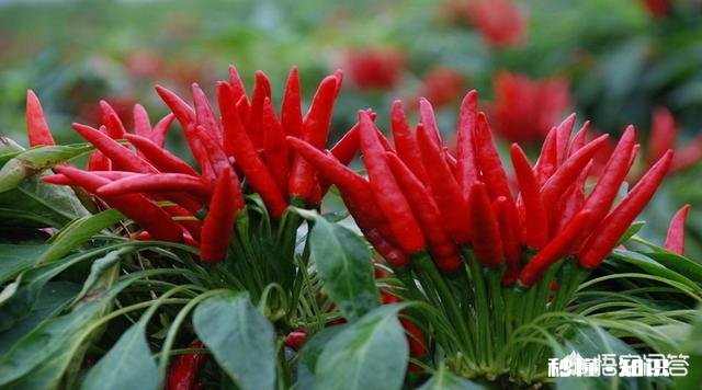 辣椒苗移栽大田地什么时候用二氢钾