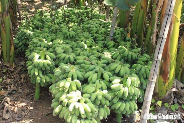 小米蕉的种植技术是怎样的呢