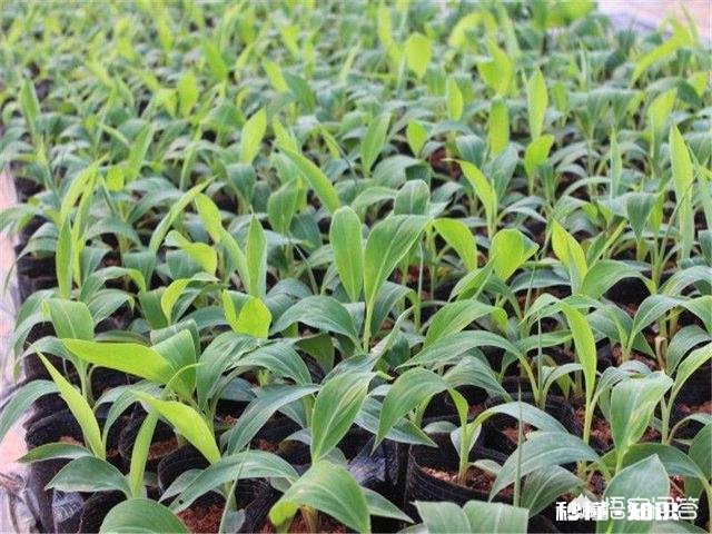 小米蕉的种植技术是怎样的呢