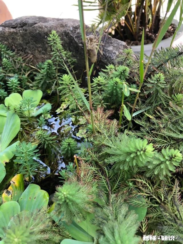 离婚了，要告诉父母吗