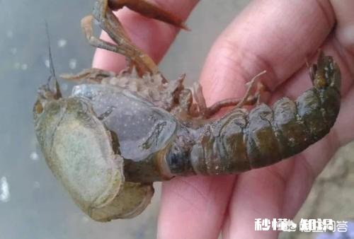 小龙虾头上长了白色的泡是什么病