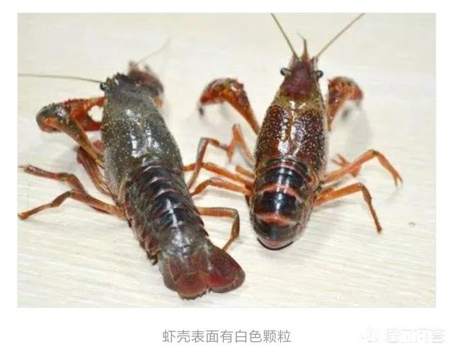 小龙虾头上长了白色的泡是什么病