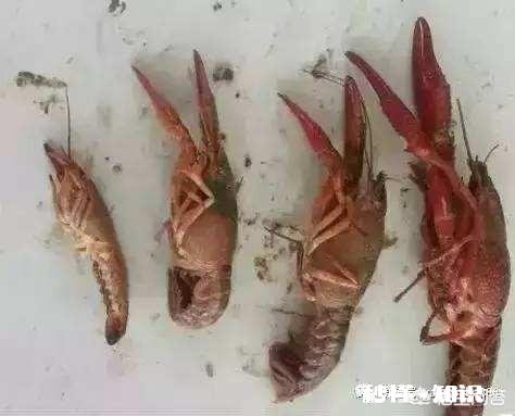 小龙虾头上长了白色的泡是什么病