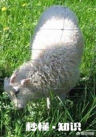 有人说羊粪作肥料种的草羊不喜欢吃是吗