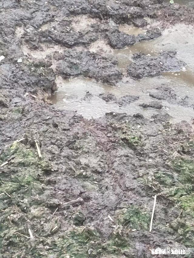 有人说羊粪作肥料种的草羊不喜欢吃是吗