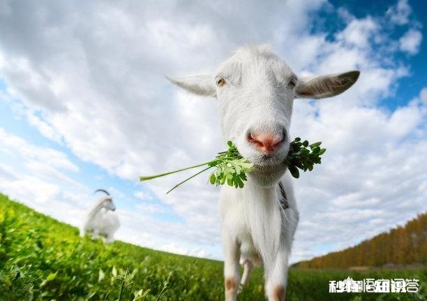 有人说羊粪作肥料种的草羊不喜欢吃是吗