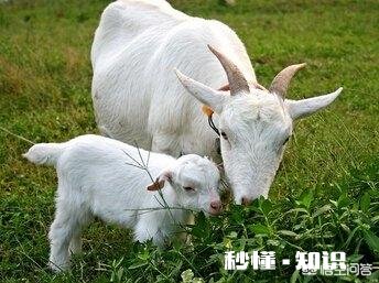 有人说羊粪作肥料种的草羊不喜欢吃是吗