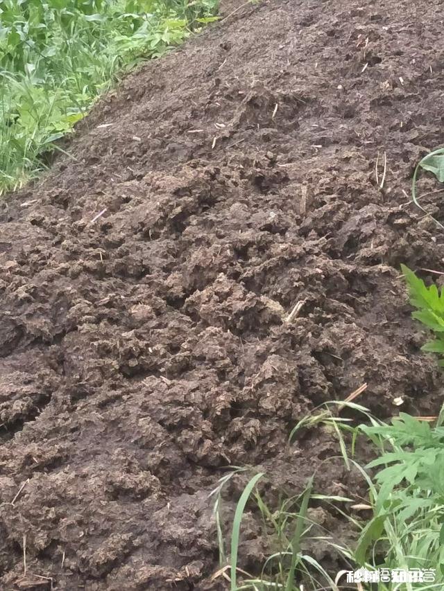 有人说羊粪作肥料种的草羊不喜欢吃是吗