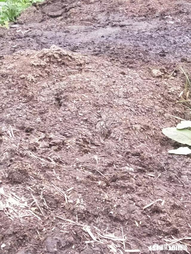 有人说羊粪作肥料种的草羊不喜欢吃是吗