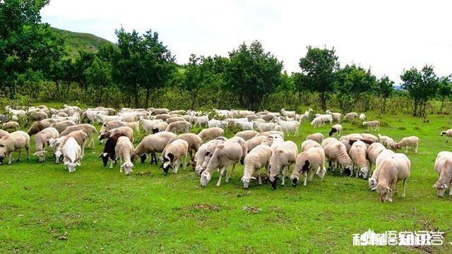 有人说羊粪作肥料种的草羊不喜欢吃是吗